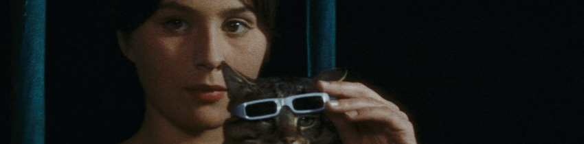 Un jour un chat
