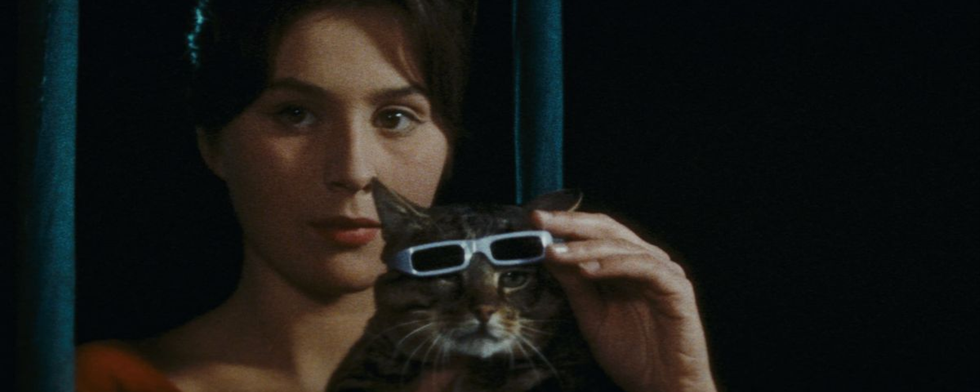 Un jour un chat