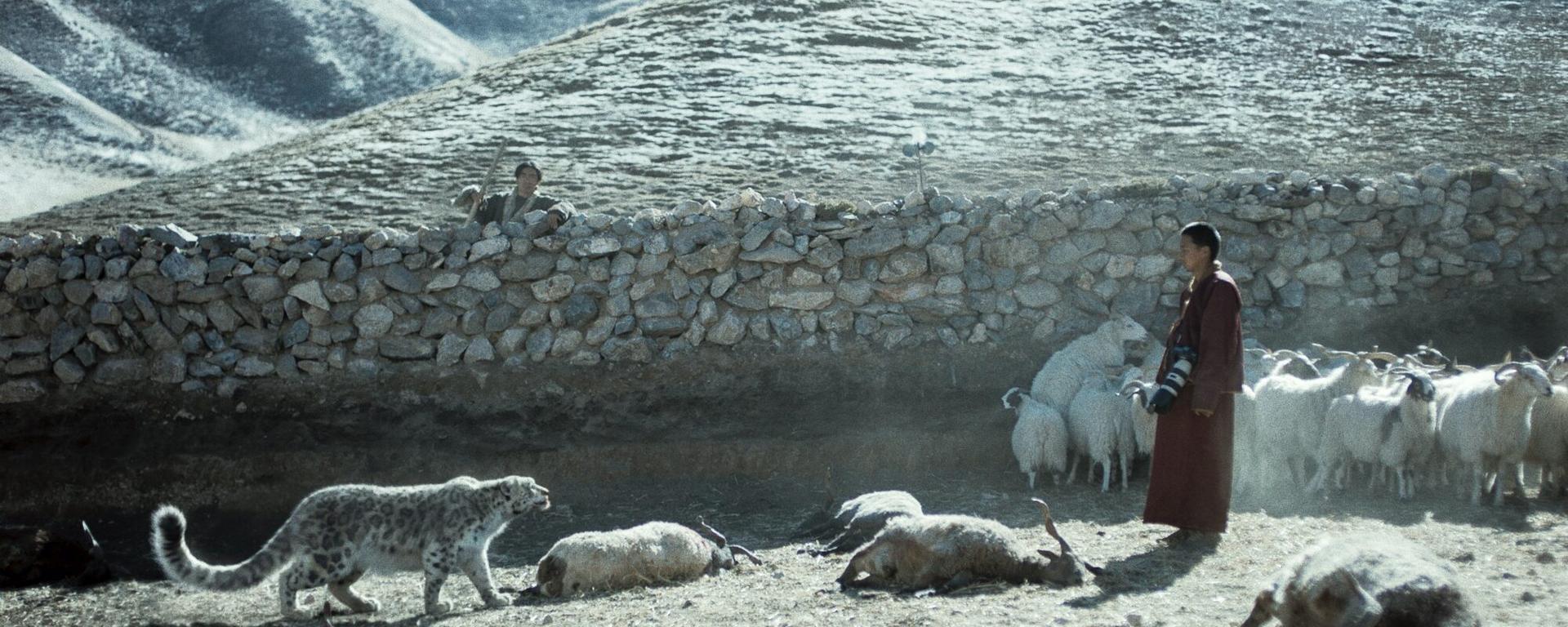 le léopard des neiges