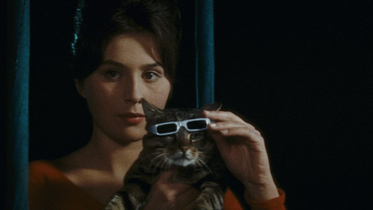 Un jour un chat