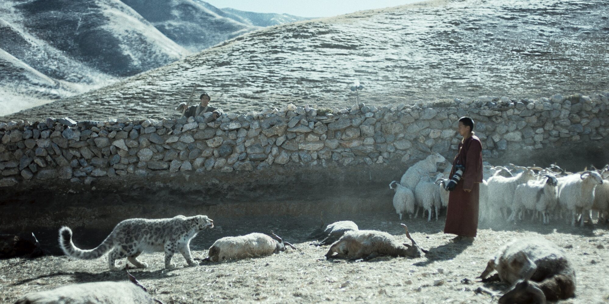 le léopard des neiges