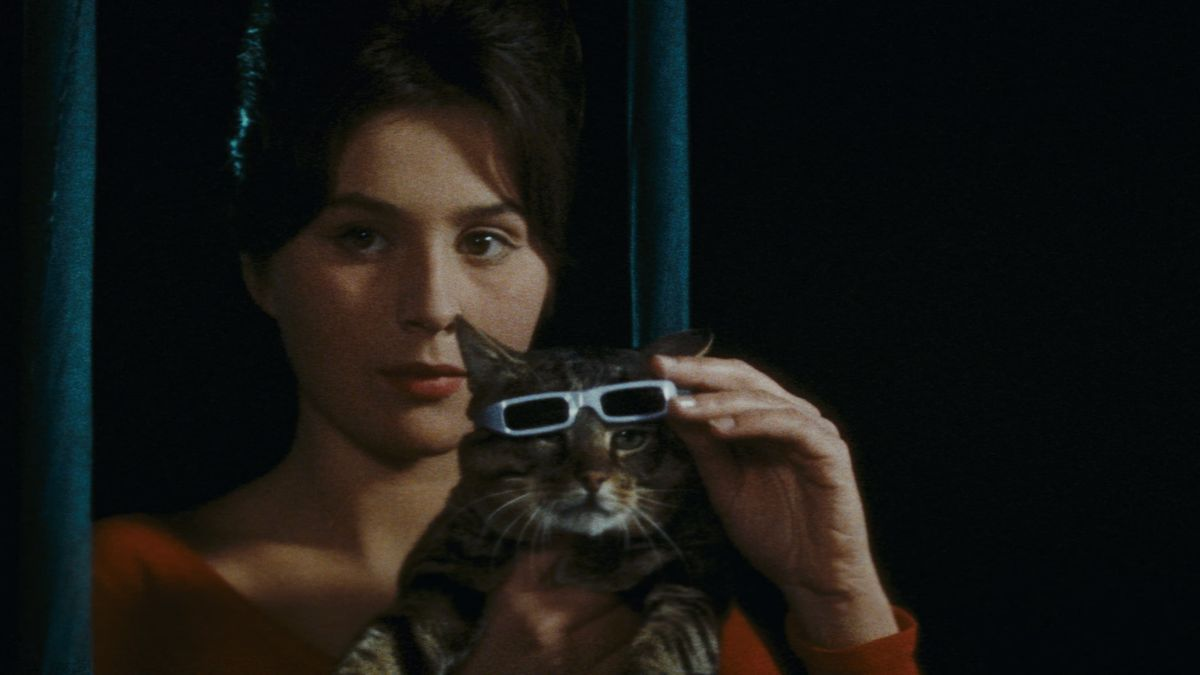 Un jour un chat